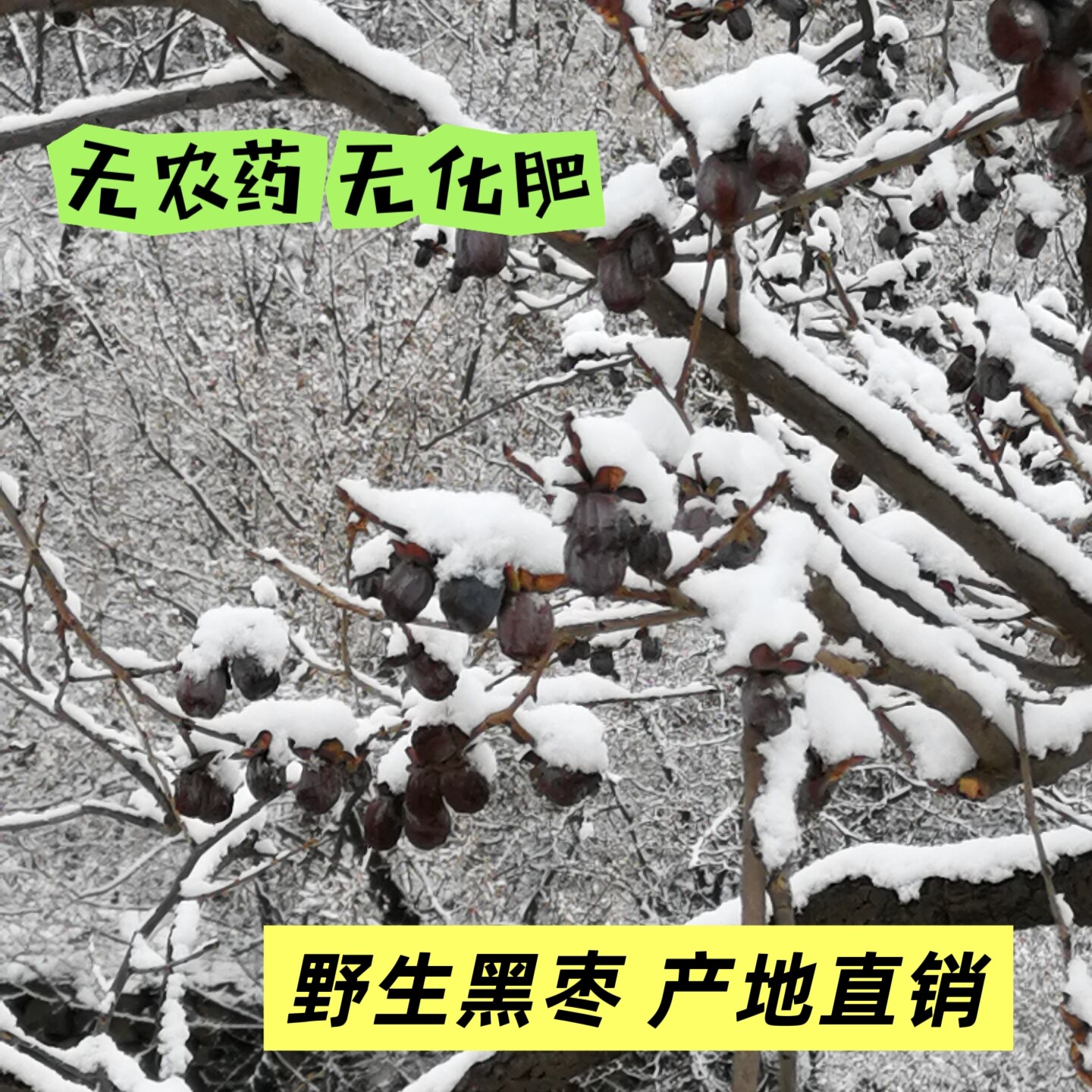 无加工太行山有核黑枣河北特产软枣小柿子野生君迁子新非无核