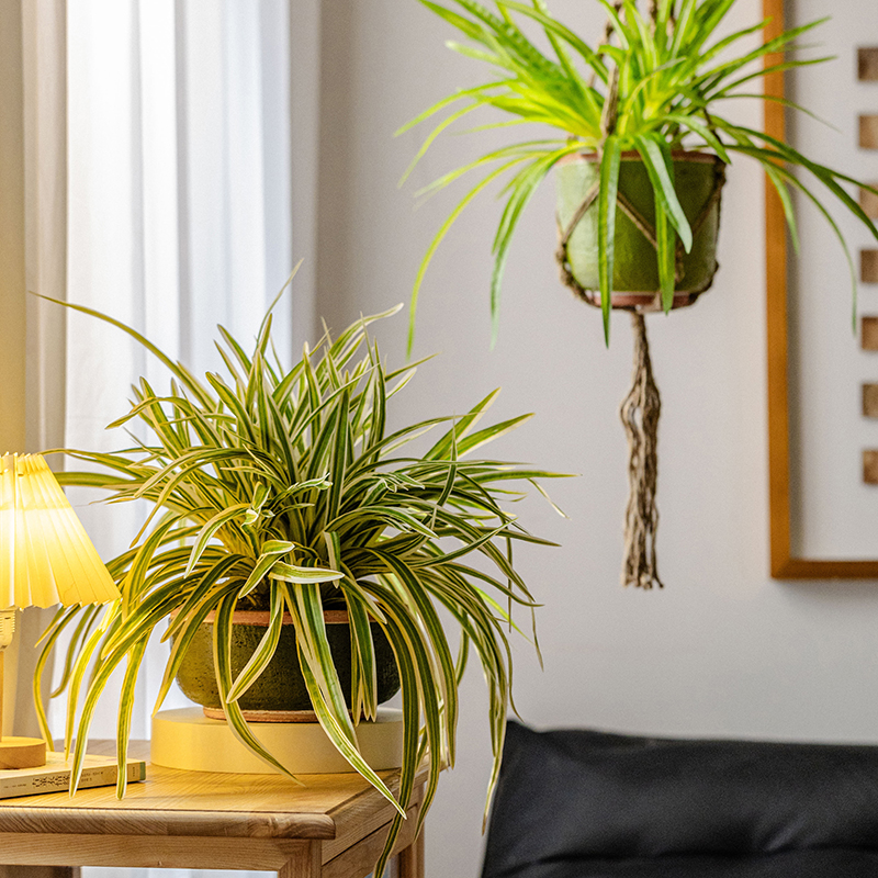 阳台落地室内桌面植物盆栽掬涵