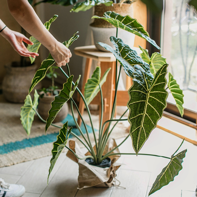 【掬涵】仿真植物春羽清新文艺