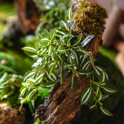 掬涵仿真绿植眼眉叶花艺壁挂手感花材叶子植物墙工程花槽造景装饰