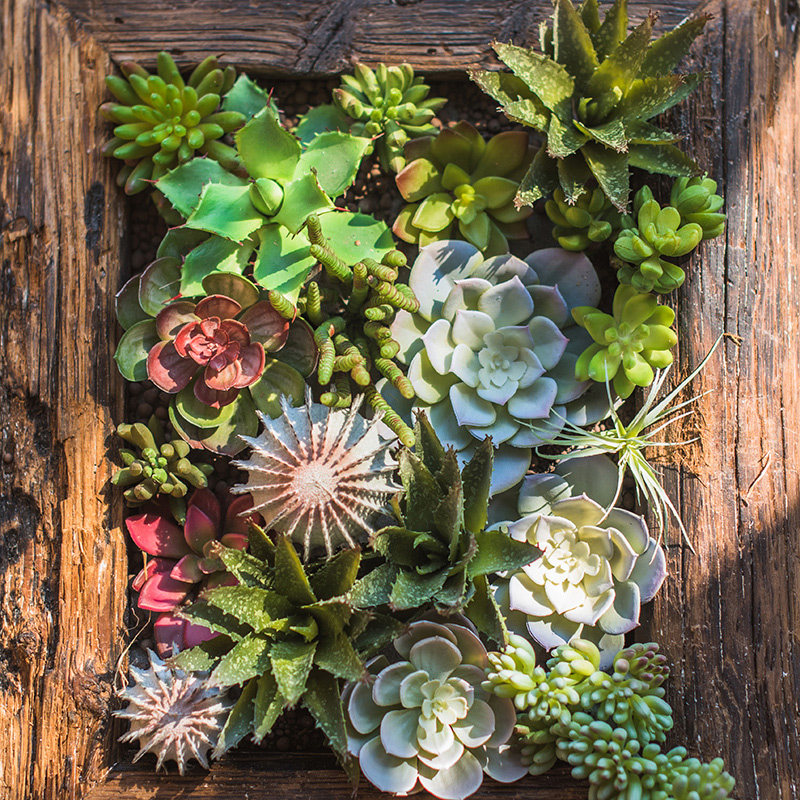 掬涵石莲花石竹观音莲佛手莲芦荟仿真多肉植物绿植小盆景装饰摆件