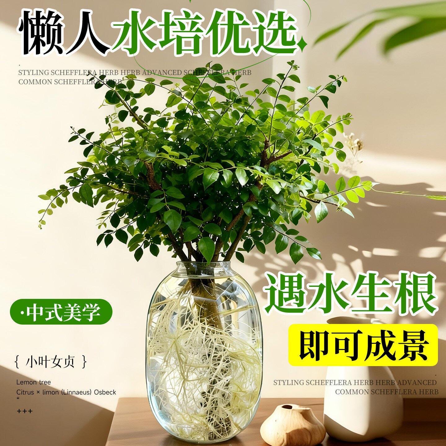小叶丁香小叶女贞植物鲜切室内绿植居家茶室摆件老桩四季懒人好养