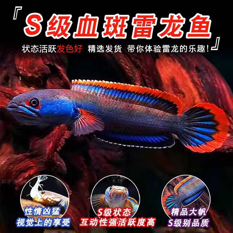 血斑一型雷龙活体观赏鱼新手耐活好养热带凶猛鱼肉食性淡水鱼苗