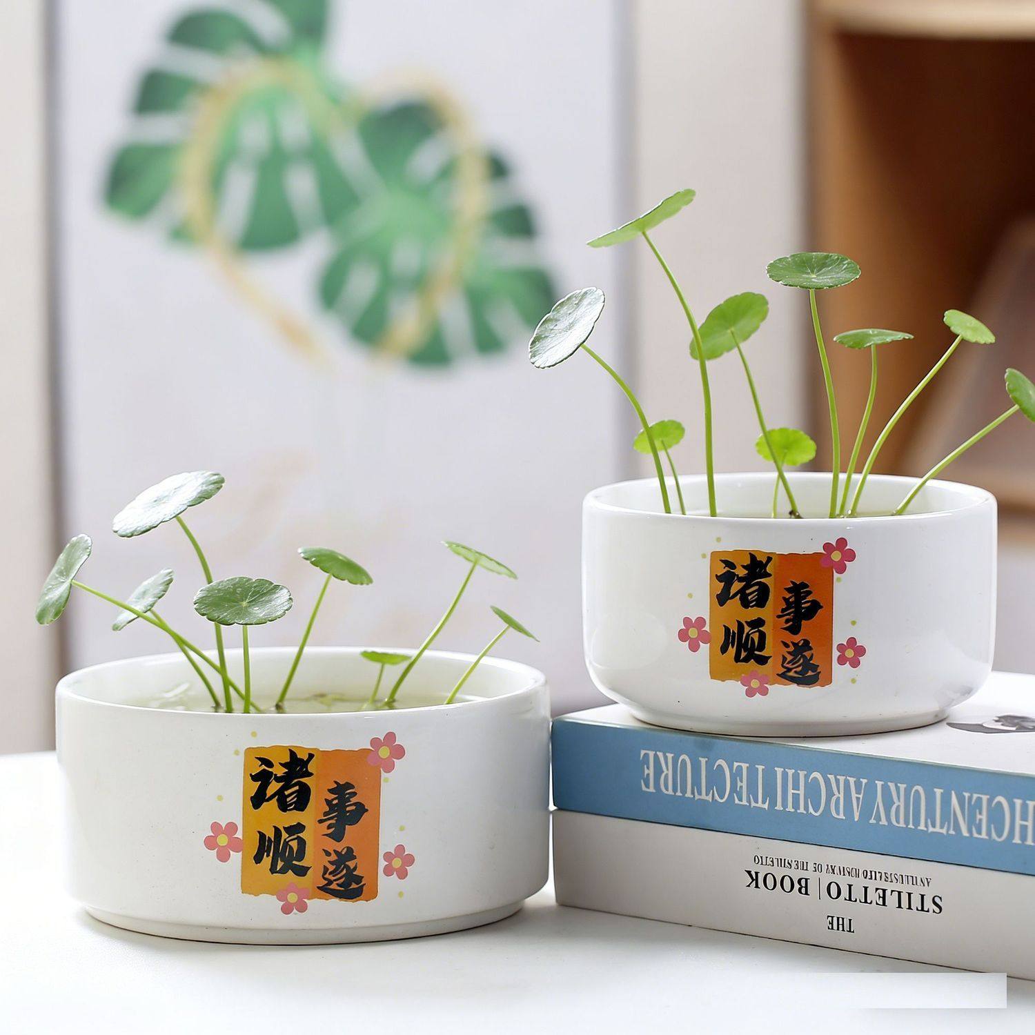 水培花盆陶瓷无孔金钱草睡莲桌面装饰带托盘水仙花一叶莲中大号