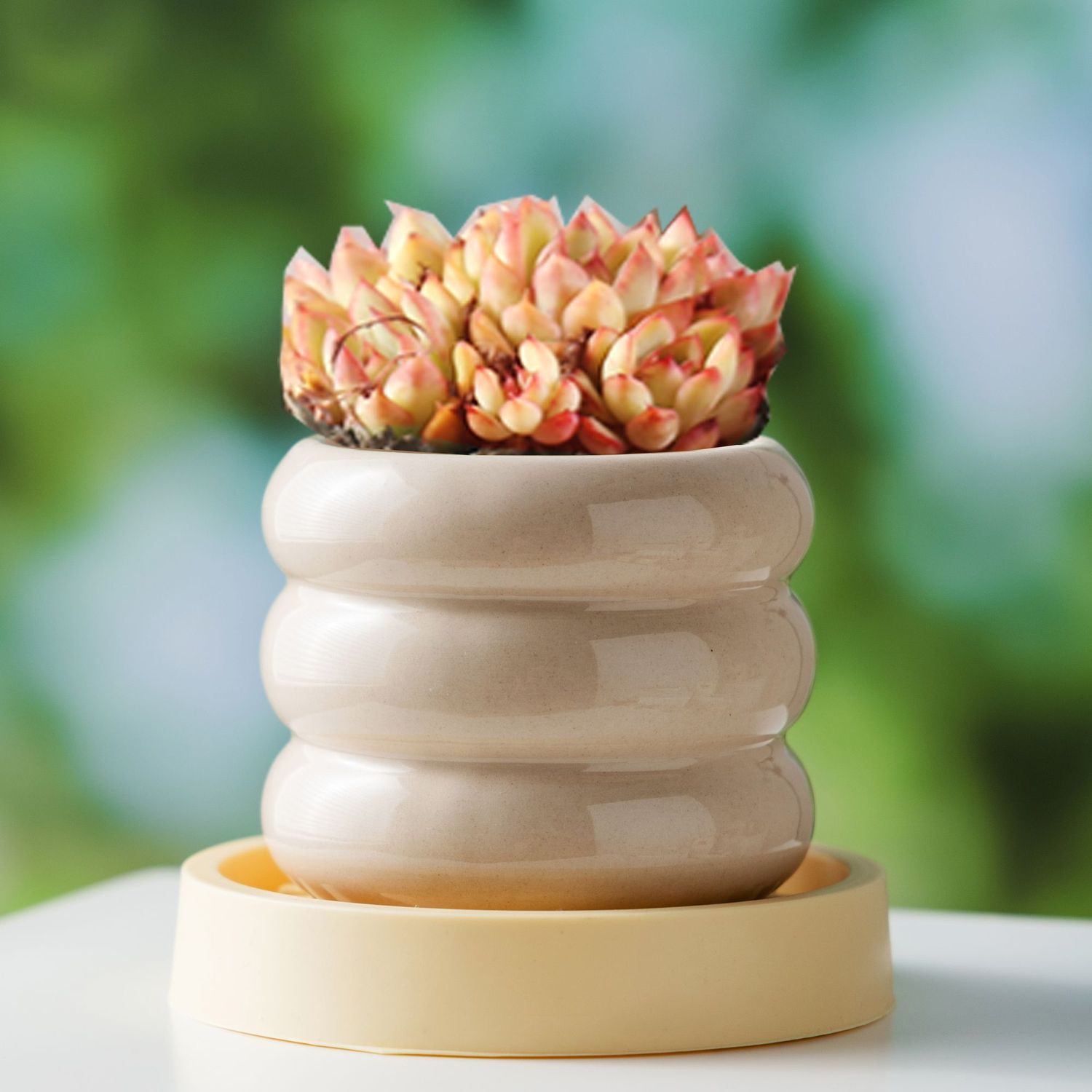 ins奶油风北欧轻奢蝴蝶兰梦香兰多肉绿植盆景盆简约陶瓷花盆家用