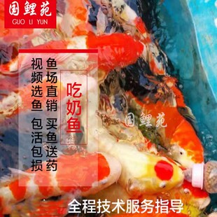 渔场驯化锦鲤吃奶鱼红白大正昭和活体喂奶鱼奶瓶嘴鱼捞鱼喂奶鱼池