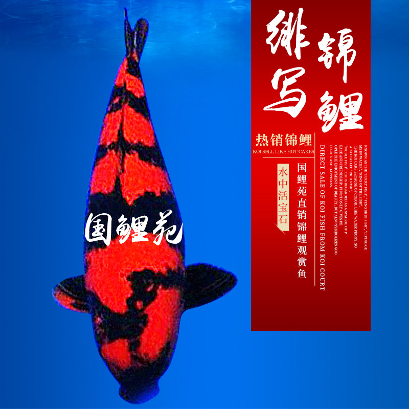 国鲤苑 锦鲤鱼绯写活体宠物鱼冷水风水鱼观赏鱼渔场直销运输包活