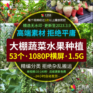 农业种植大棚蔬菜水果草莓黄瓜小番茄西红柿葡萄辣椒抖音视频素材