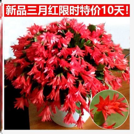叶仙嫁接成e品解爪兰四季蟹爪兰盆栽嫁接谢爪兰四季盆栽老桩嫁接
