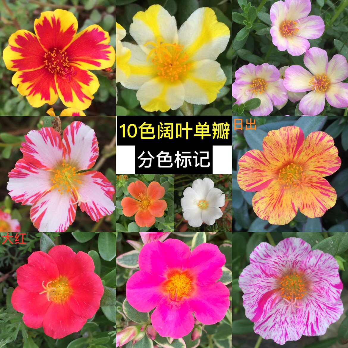 盆栽宿根新品混色阔叶单瓣太阳花苗死不了多年生马齿苋枝条带花苞