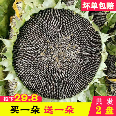 2022年新鲜向日葵花盘葵花盘带籽