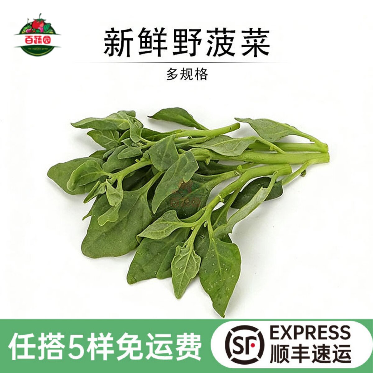 新鲜野菠菜现摘番杏农庄酒店上汤火锅特色蔬菜沙拉野菜馆生菜食材