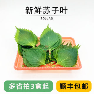 新鲜苏子叶大叶 食用紫苏叶蘸酱包烤肉日式料理菜大小叶50片/盒装