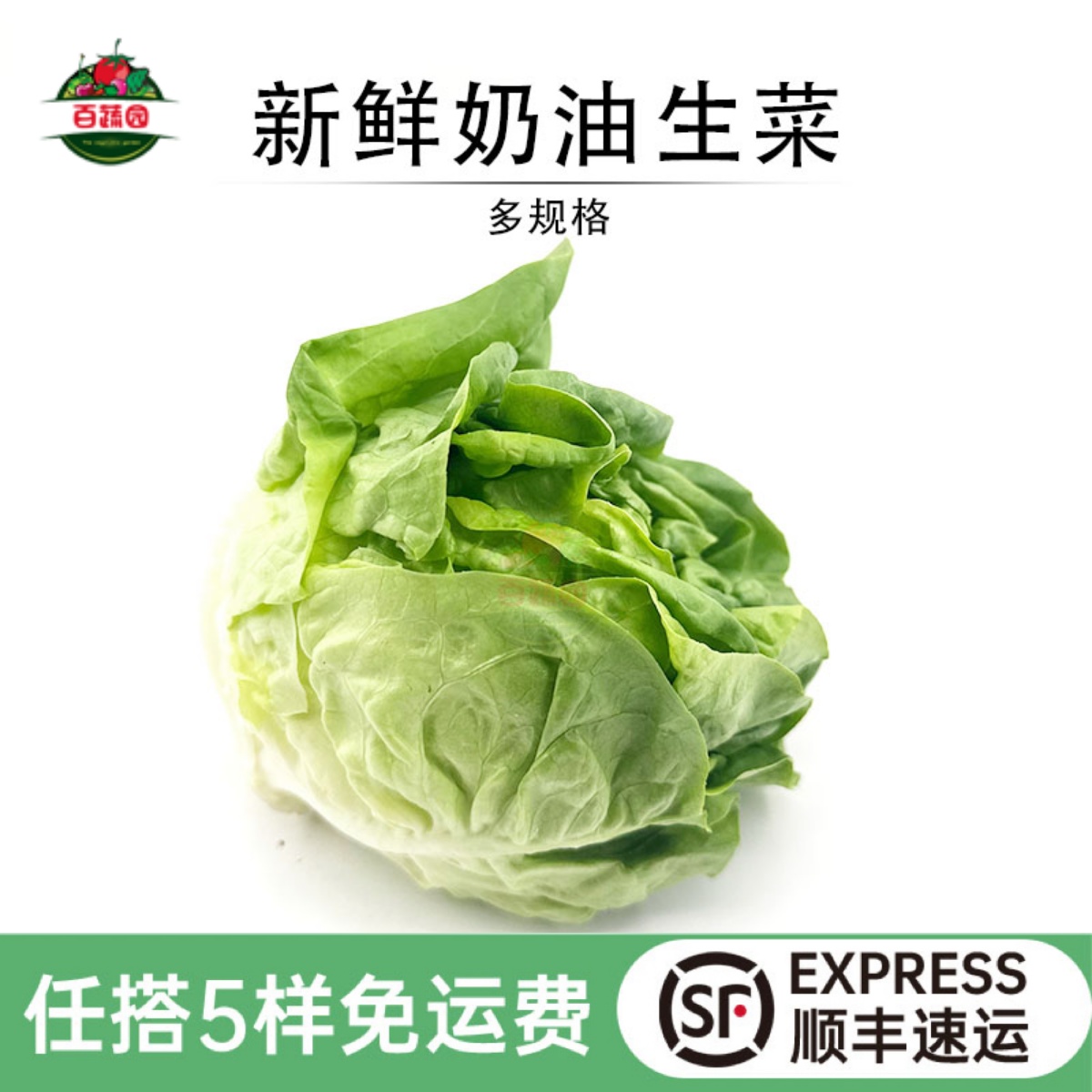 西餐食材轻食沙拉菜新鲜奶油生菜