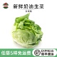 新鲜奶油生菜波斯顿牛油嫩叶西餐厅食材健身轻食沙拉生菜清洗即食