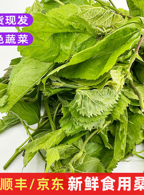 新鲜桑叶菜食用桑芽菜桑树叶酒店农庄上汤养生蔬菜农家鲜野菜包邮