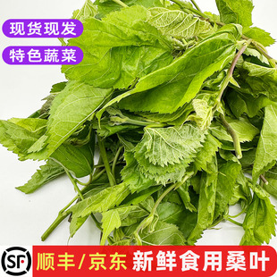 新鲜桑叶菜食用桑芽菜桑树叶酒店农庄上汤养生蔬菜农家鲜野菜包邮