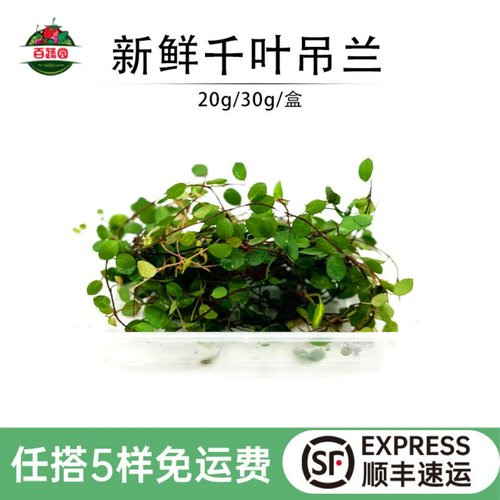新鲜千叶吊兰叶蛋糕装饰摆盘花草
