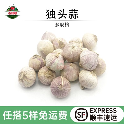 新鲜独头蒜蒜味浓调味增香蔬菜