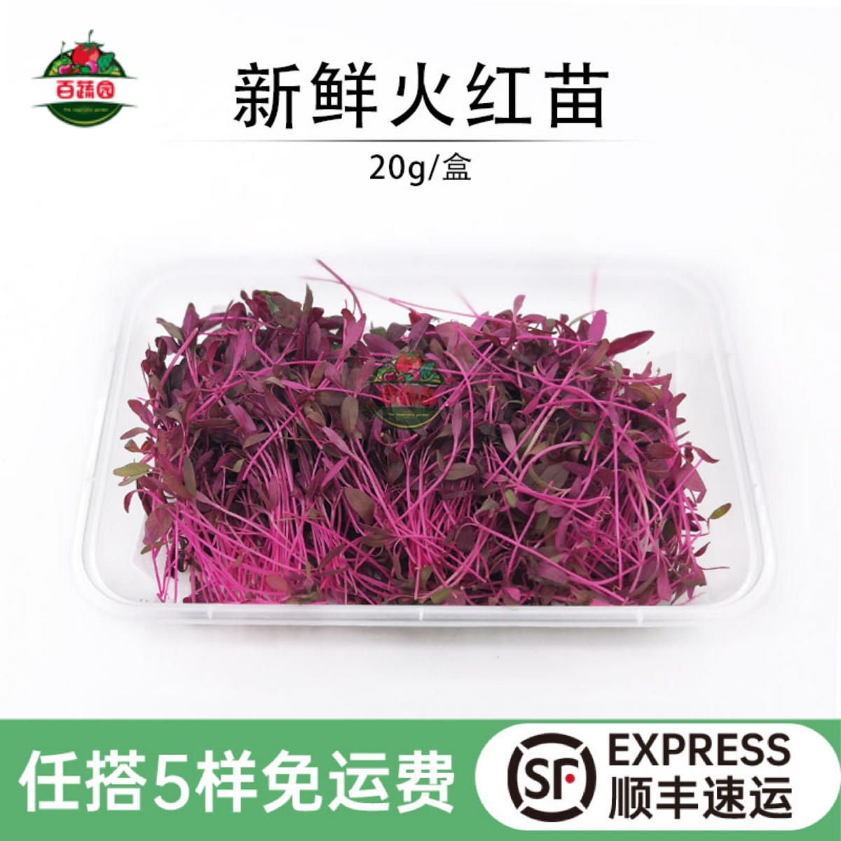 西餐摆盘装饰芽苗菜新鲜火红苗