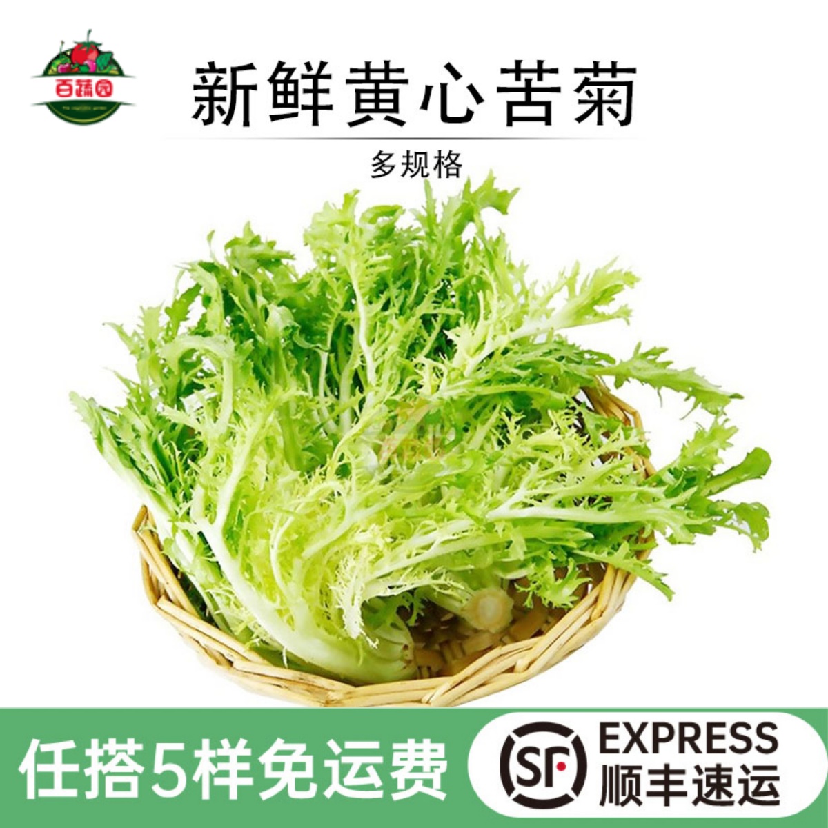 轻食蔬菜新鲜黄心苦菊嫩细叶苦苣