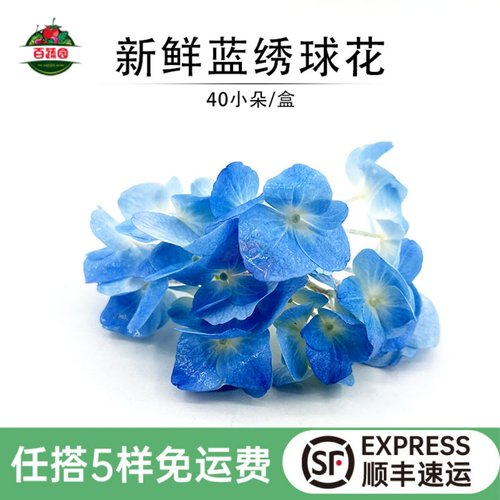 新鲜绣球花蓝色花球花朵摆拍装饰