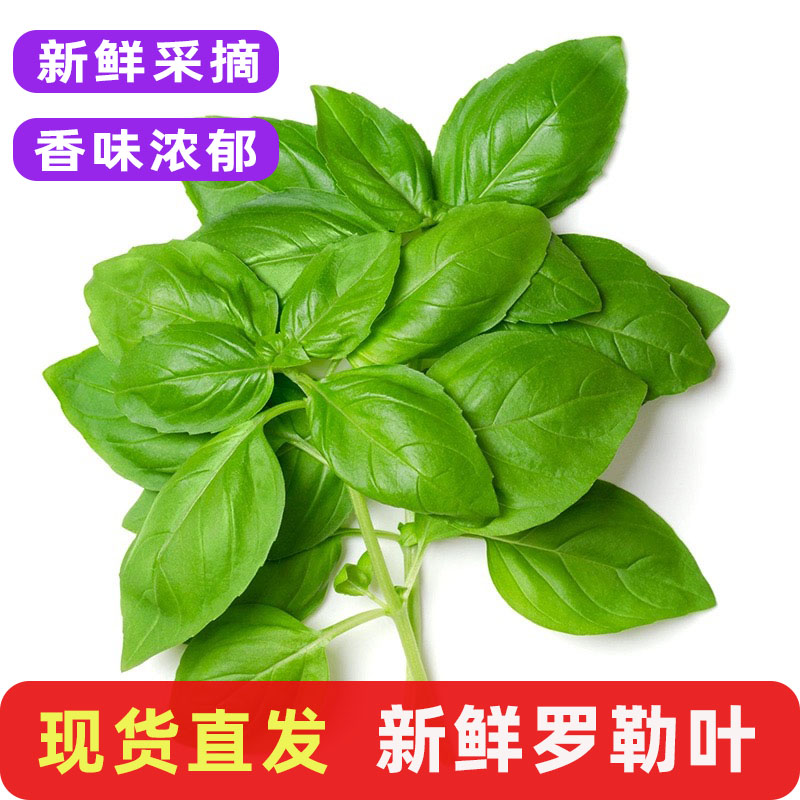 新鲜罗勒叶青酱制作食材非九层塔