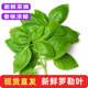 罗勒叶新鲜披萨草食用青酱制作甜罗勒叶子西餐意面食材调料菜 包邮