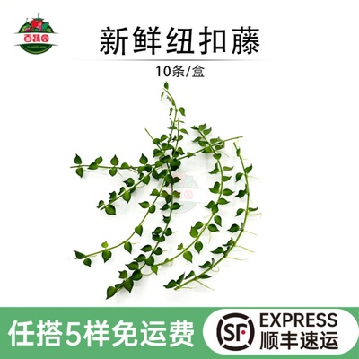 新鲜纽扣藤蛋糕点缀装饰花草10条
