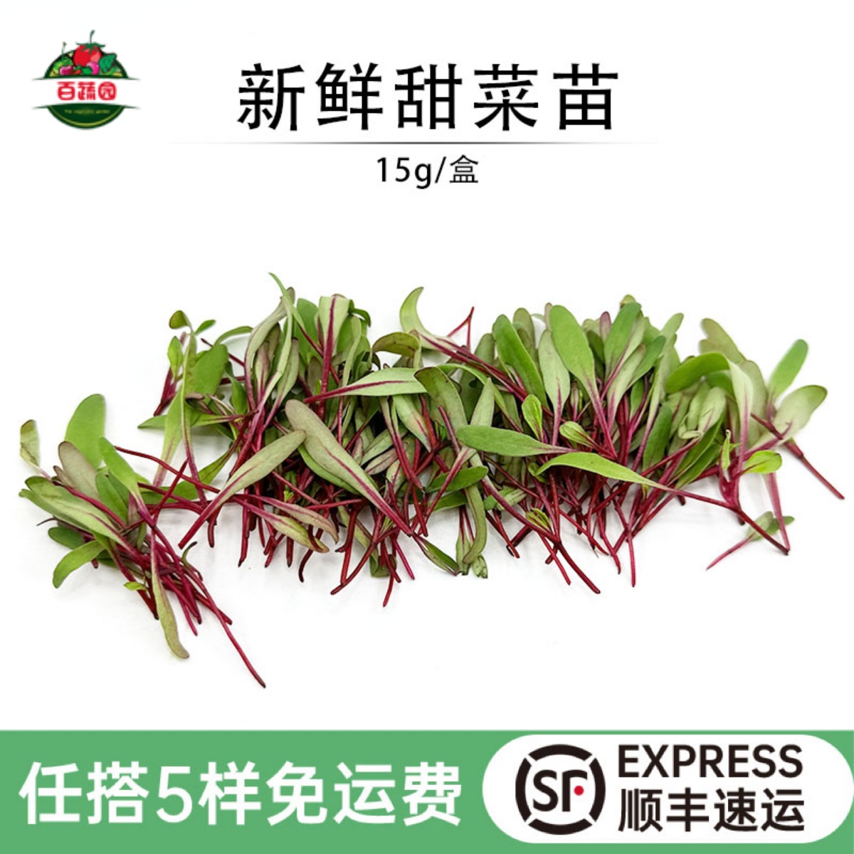 新鲜甜菜苗可食用摆盘装饰芽苗菜