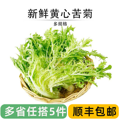 轻食蔬菜新鲜黄心苦菊嫩细叶苦苣