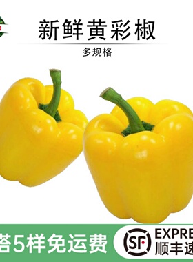 黄彩椒新鲜黄色圆彩椒农家种植甜灯笼椒健身沙拉摆盘食材即食蔬菜