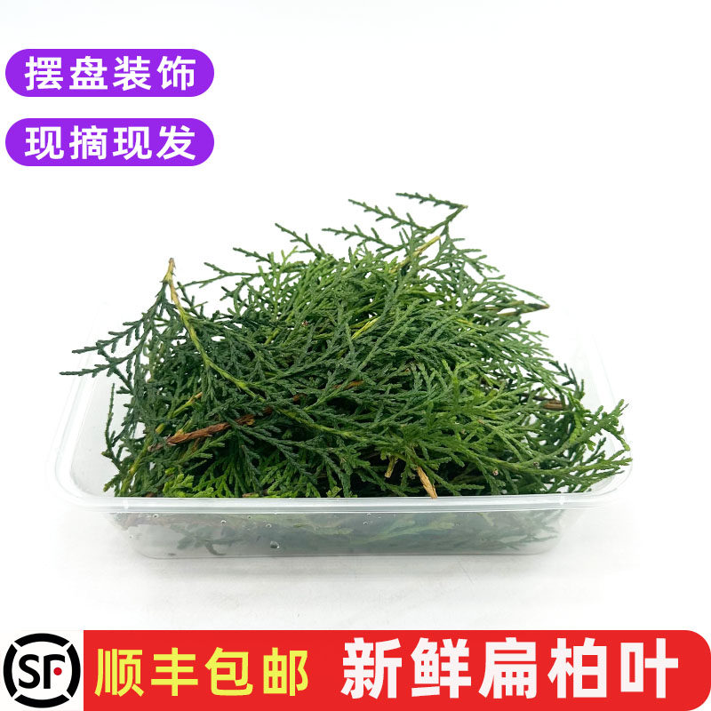 新鲜扁柏叶侧柏叶绿松枝松柏叶西餐圣诞蛋糕烘培摆盘装饰花草包邮