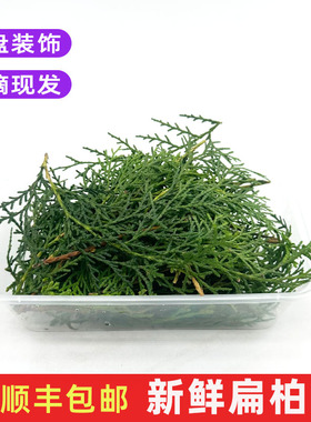新鲜扁柏叶侧柏叶绿松枝松柏叶西餐圣诞蛋糕烘培摆盘装饰花草包邮