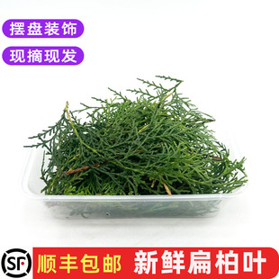 新鲜扁柏叶侧柏叶绿松枝松柏叶西餐圣诞蛋糕烘培摆盘装饰花草包邮