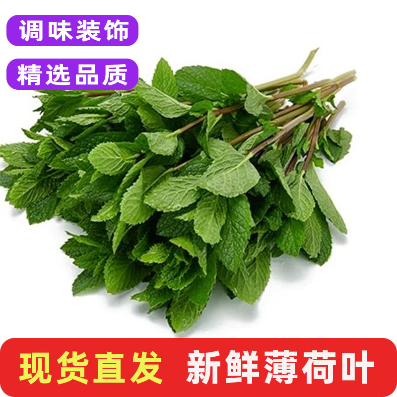 新鲜薄荷叶调酒烘培泡水装饰蔬菜