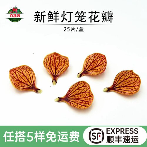 新鲜灯笼花瓣金玲花摆盘装饰点缀