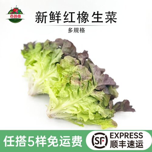 健身轻食沙拉新鲜红橡叶生菜红叶