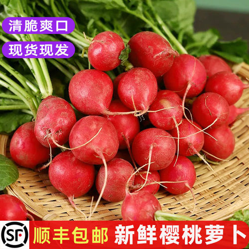 西餐食材轻食沙拉菜新鲜樱桃萝卜