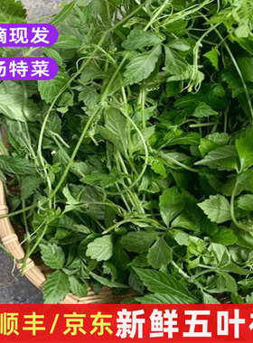 五叶神新鲜五叶参 绞股蓝七叶草 农家乐农庄煲汤食材特色野菜包邮