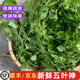 包邮 农家乐农庄煲汤食材特色野菜 绞股蓝七叶草 五叶神新鲜五叶参