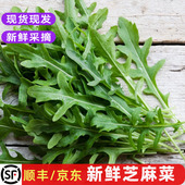 新鲜芝麻菜芝麻叶火箭菜西餐生菜食材沙拉菜披萨配菜轻食蔬菜 包邮