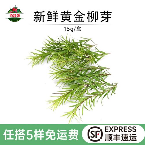 新鲜黄金柳芽摆盘蛋糕装饰鲜花草