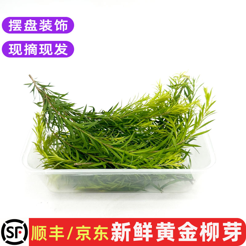 新鲜黄金柳芽装饰摆盘点缀花草