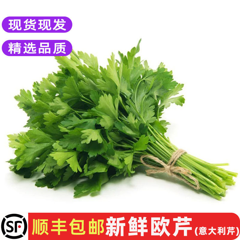 新鲜欧芹意大利芹 平叶香芹法国香菜西餐厅调味菜香料沙拉菜包邮