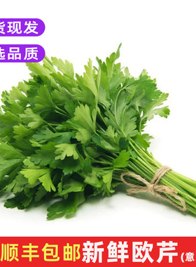 新鲜欧芹意大利芹 平叶香芹法国香菜西餐厅调味菜香料沙拉菜包邮