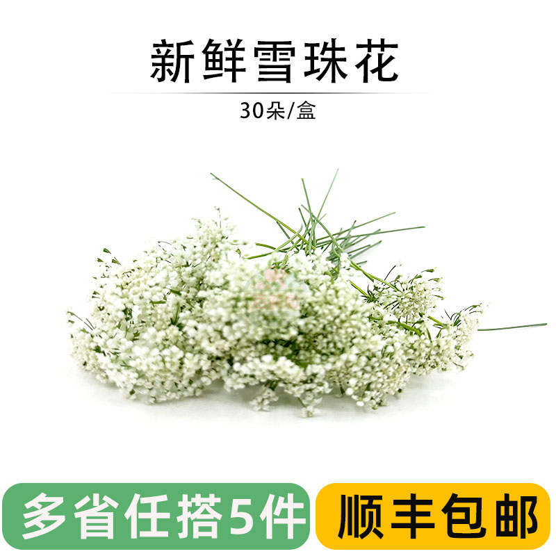 新鲜雪珠花蕾丝花白色小花酒店西餐日料摆盘冷菜蛋糕点缀装饰30朵