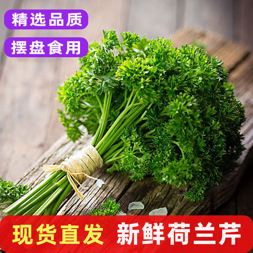 荷兰芹新鲜番茜卷叶欧芹食用法香芹西洋芹烘培酒楼摆盘装饰菜包邮