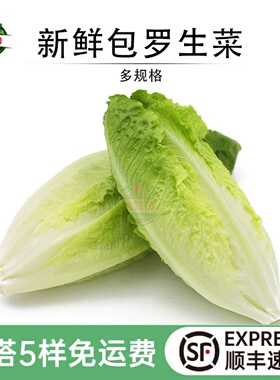 新鲜包心罗马生菜 黄心嫩罗纹凯撒生菜 西餐沙拉食材清洗即食蔬菜