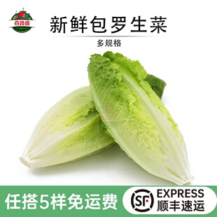 新鲜包心罗马生菜 黄心嫩罗纹凯撒生菜 西餐沙拉食材清洗即食蔬菜